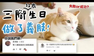 Read more about the article 【黃阿瑪的後宮生活】三腳的11歲生日禮物竟然是！？