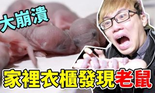 【VITO維特】膽小勿入．youtuber家中驚見大量幼鼠