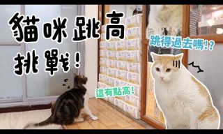 Read more about the article 【黃阿瑪的後宮生活】貓咪跳高比賽！黃阿瑪可以跳多高？