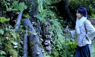 【李子柒 Liziqi】用菌絲在山中種香菇 在採收季節來上一桌的新鮮香菇料理