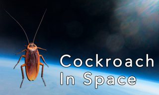【 好奇五先生】實驗影片玩出新「高度」送蟑螂上外太空爆紅