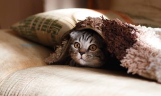 【熱門新聞】貓咪生命也同人類！新竹男虐貓引眾怒