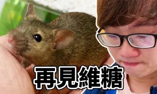 Read more about the article 【VITO維特】寵物鼠離開人世 飼主一路陪伴到火化結束