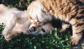 洞察報告》「寵」愛時代 貓狗用品與服務聲量剖析