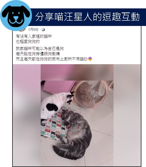 網友分享狗狗與貓咪互動貼文示例