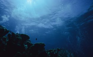 「珍愛藻礁」公投在即！從網路輿情看環境與經濟的兩難