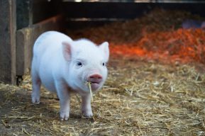 關於萊豬你了解多少？「反萊豬」謬論引網友熱議 ｜PTT熱門事件