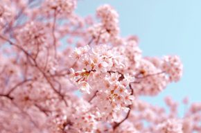 粉嫩櫻花季來襲 全台熱門賞櫻景點大公開！