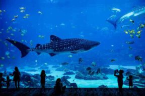 Read more about the article 和魚兒一起暢遊吧！網友盤點五大「水族館」你去過哪些？