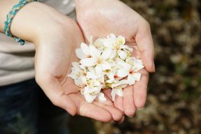 Read more about the article 四月桐花紛飛 6大「油桐花景點」帶你一同觀賞繁花盛景