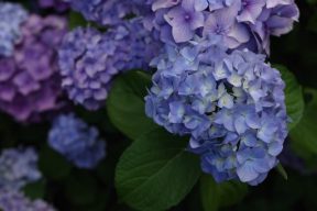 Read more about the article 錯過再等一年！網議8大繡球花景點，「這幾個地方」美到不像話