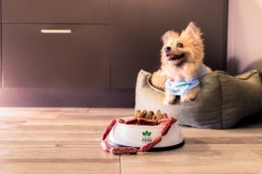 Read more about the article 準備好迎接汪星人了嗎？養狗必備的十大用品一次看
